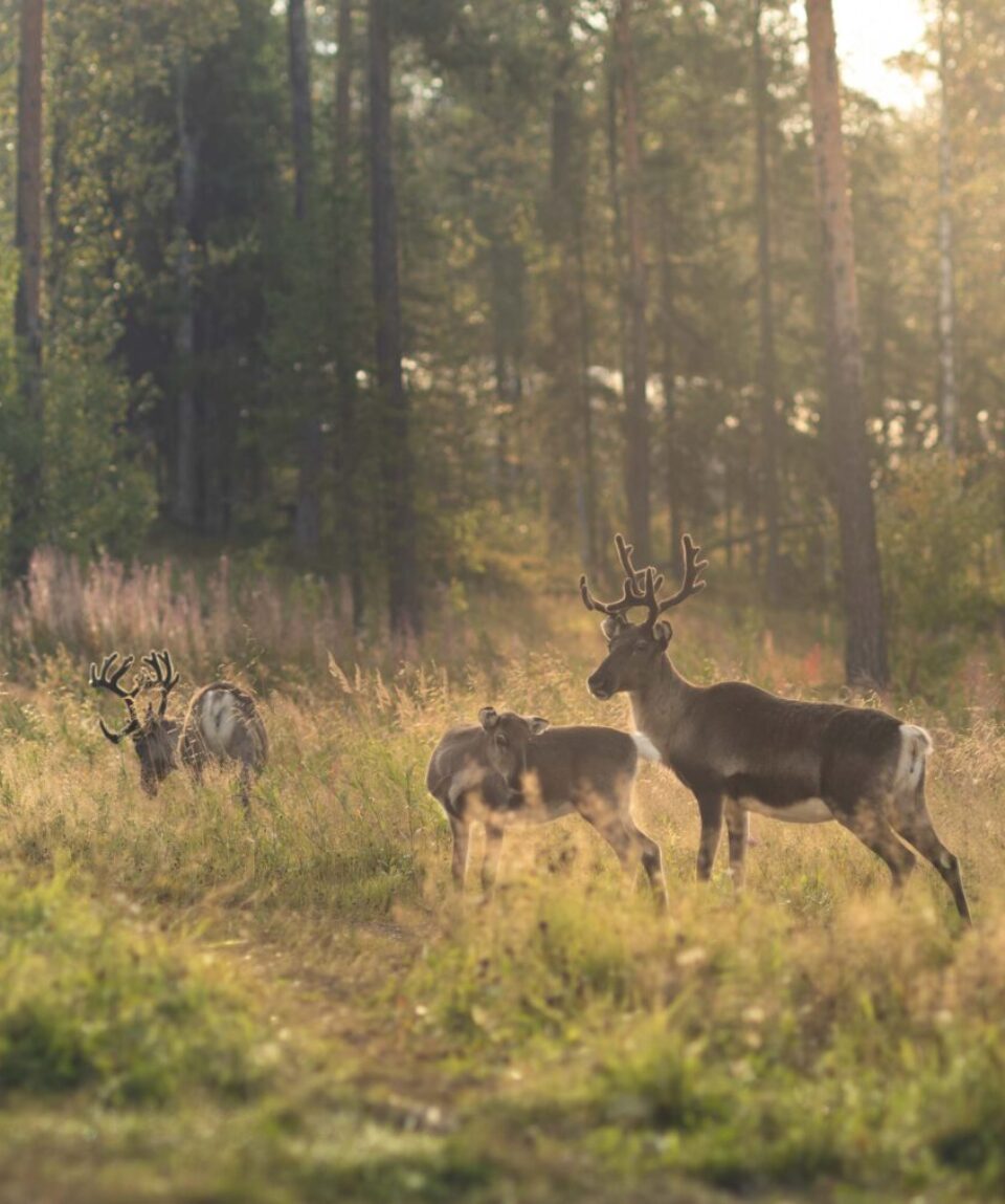 Snowmobilepark_kesä_hero2