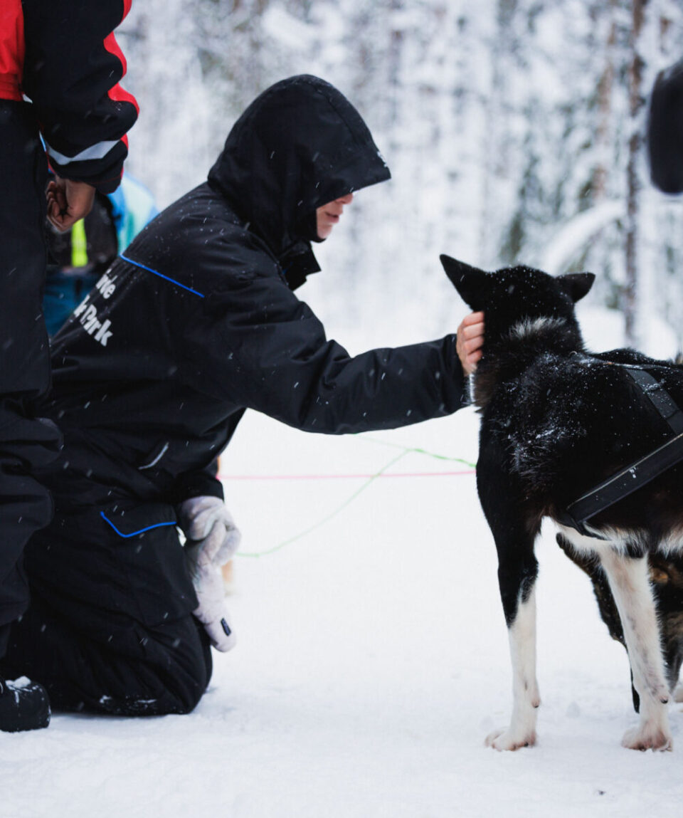 husky