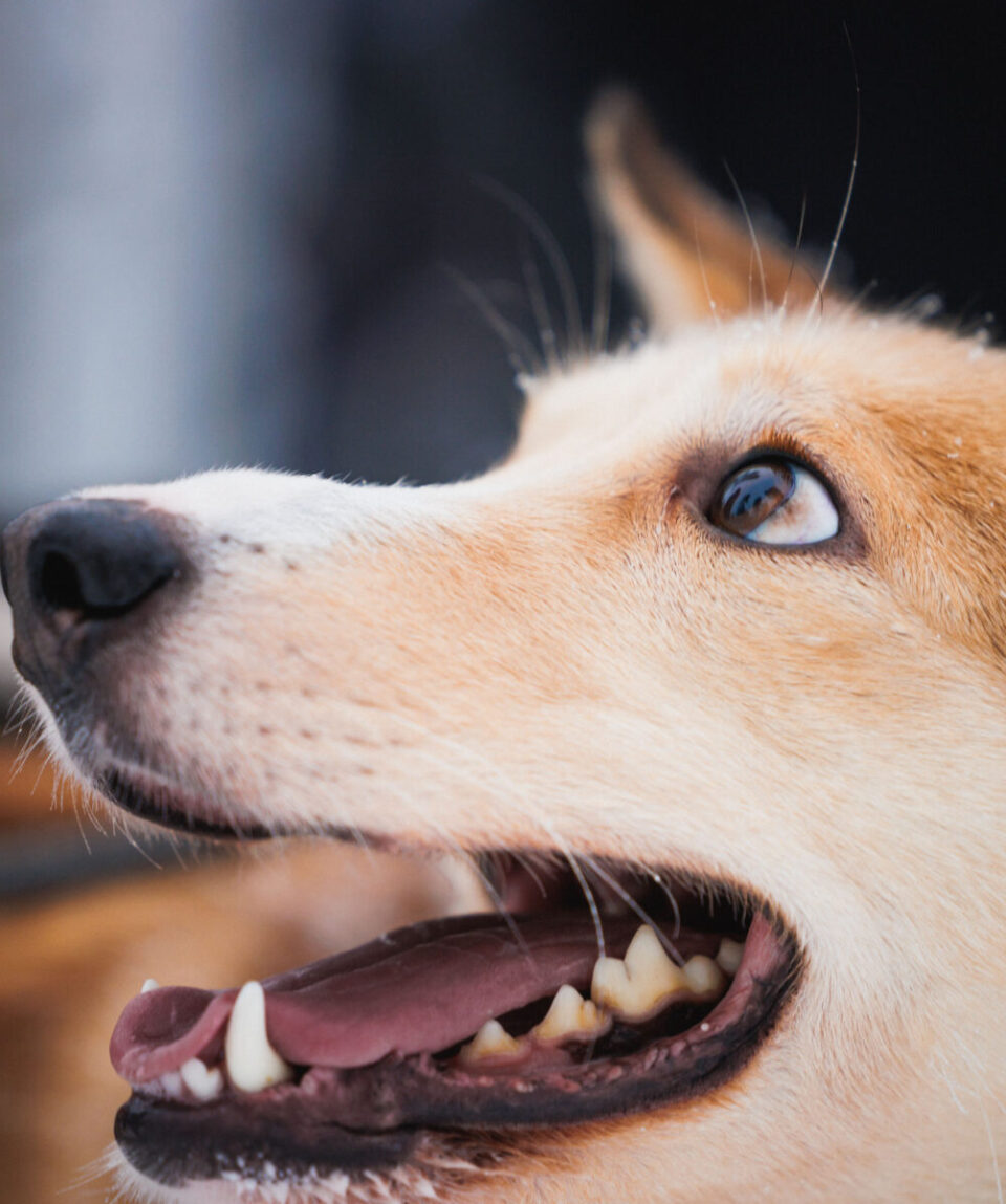 husky