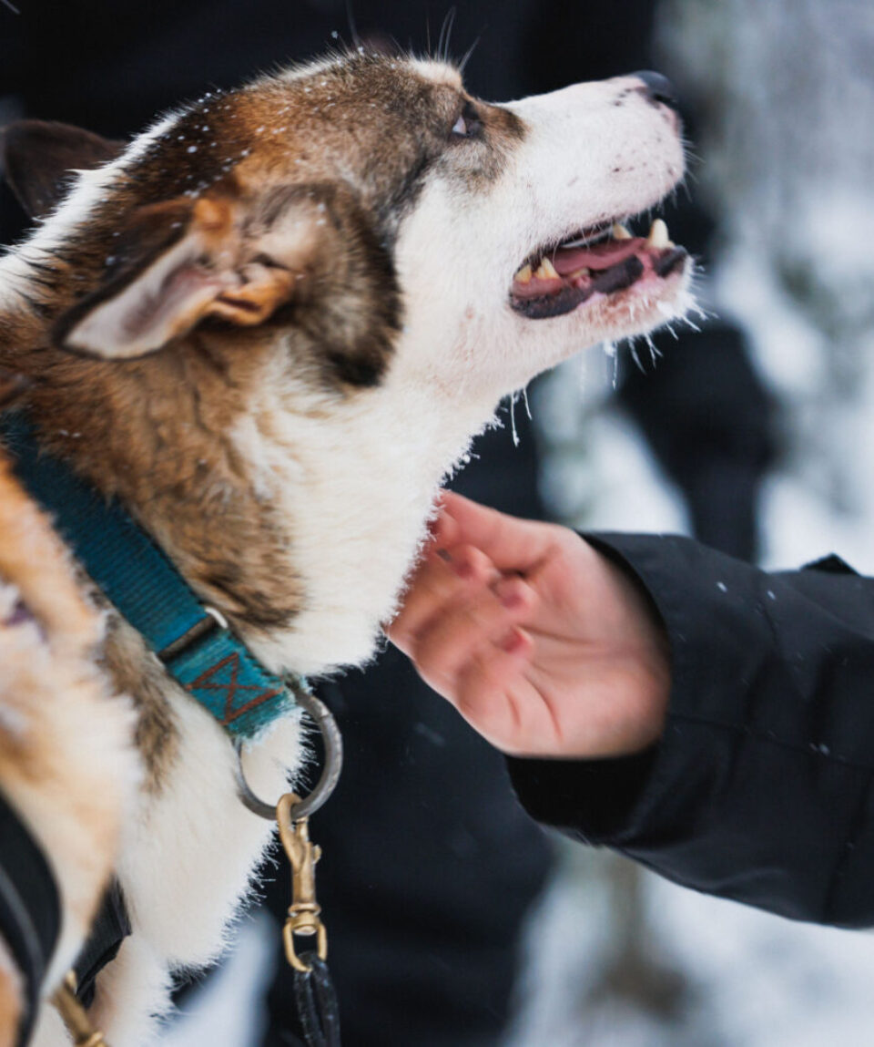 husky