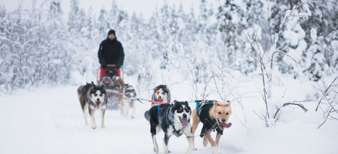 Husky Long Trail Adventure in Rovaniemi, Husky tour, Rovaniemi, Husky safari, Husky ride, Husky Sleigh ride, levi, lapland