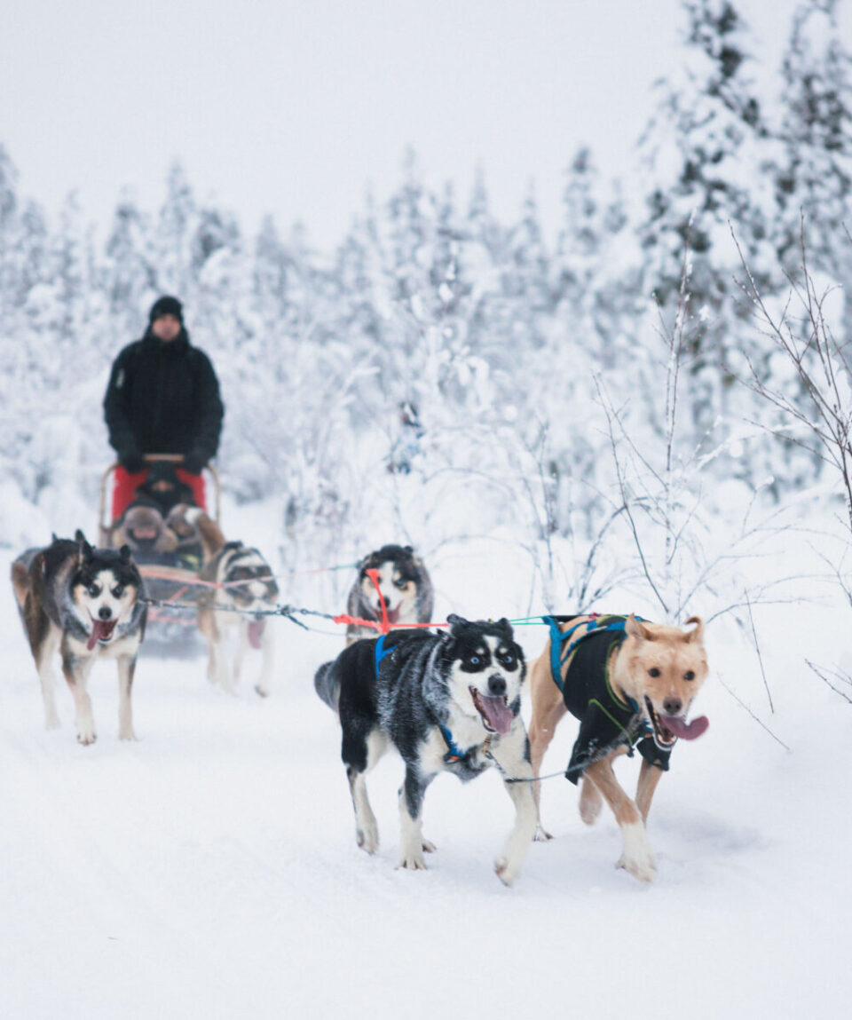 1-Husky-Long-Trail-Safari-5