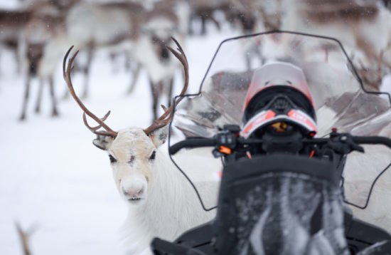 snowmobile tour to reindeer
