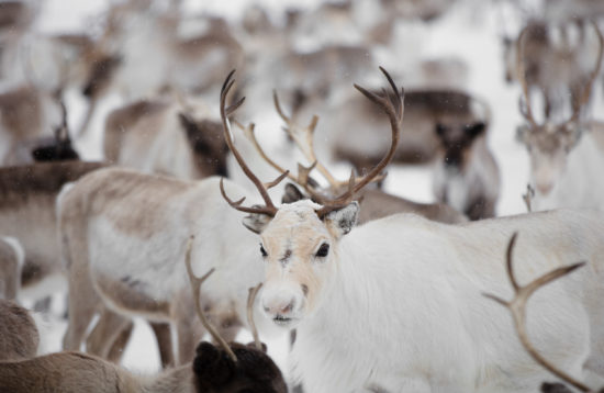 Reindeer Husbandry Experience in Levi