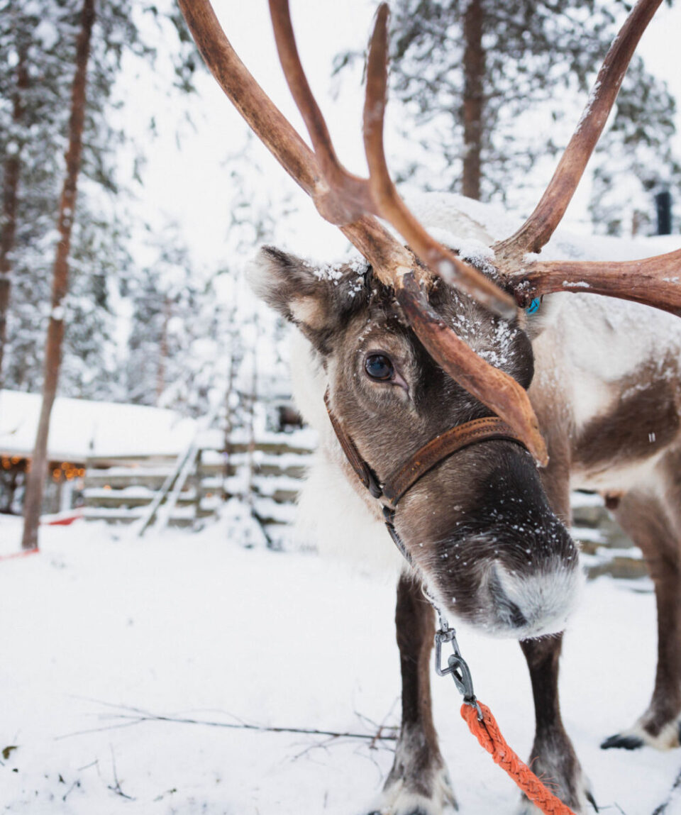 Snowmobile-Reindeer-Husky-10