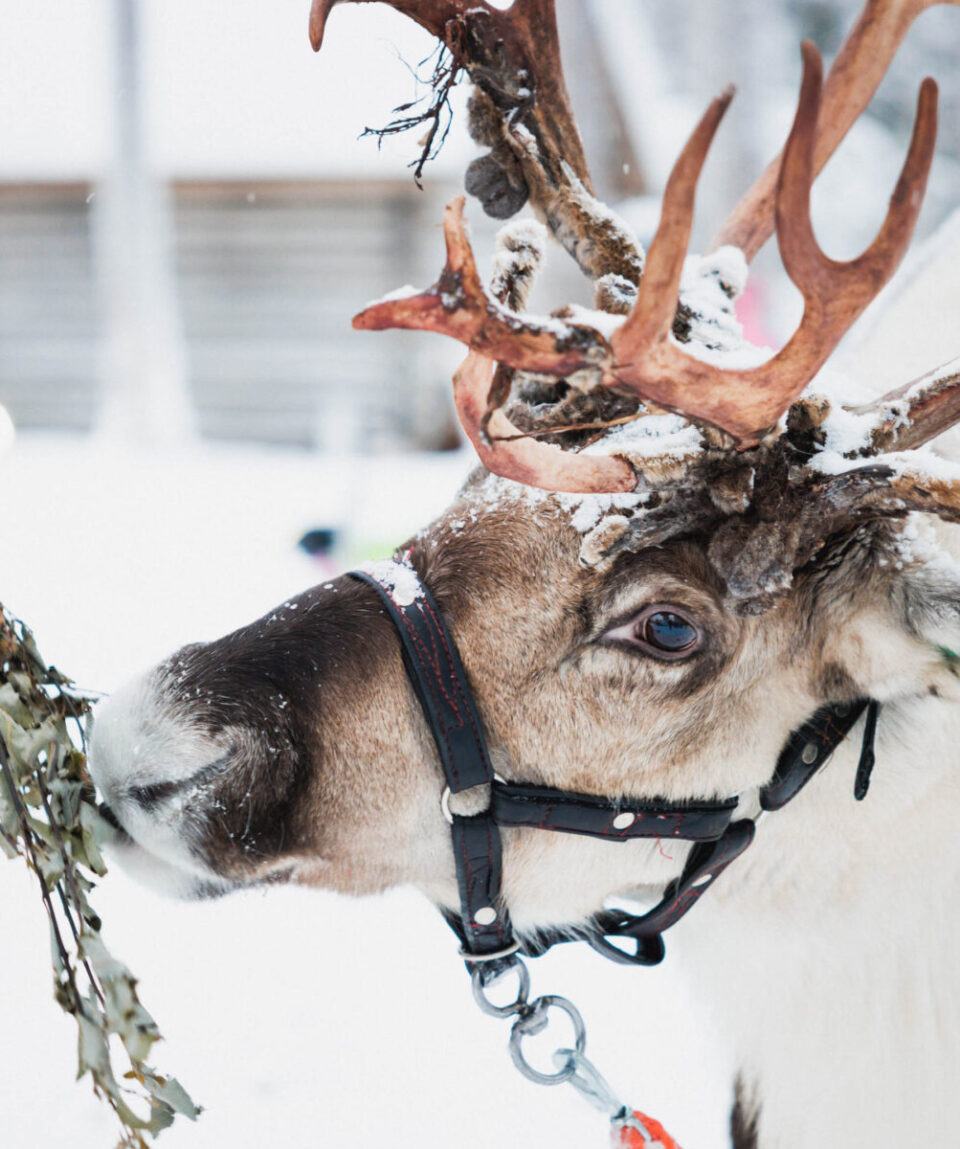 Snowmobile-Reindeer-Husky-2