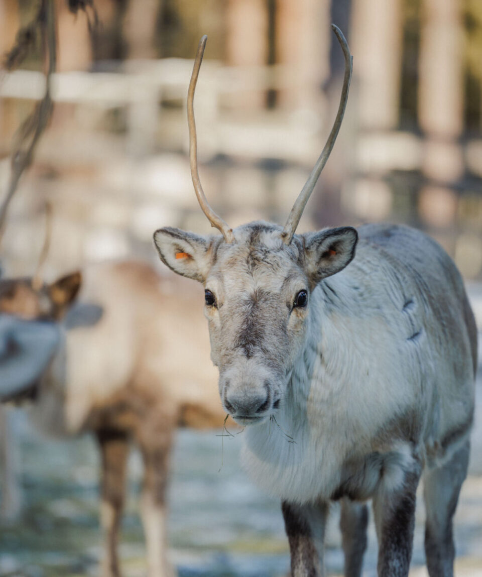 Reindeer-Farm-Rovaniemi2