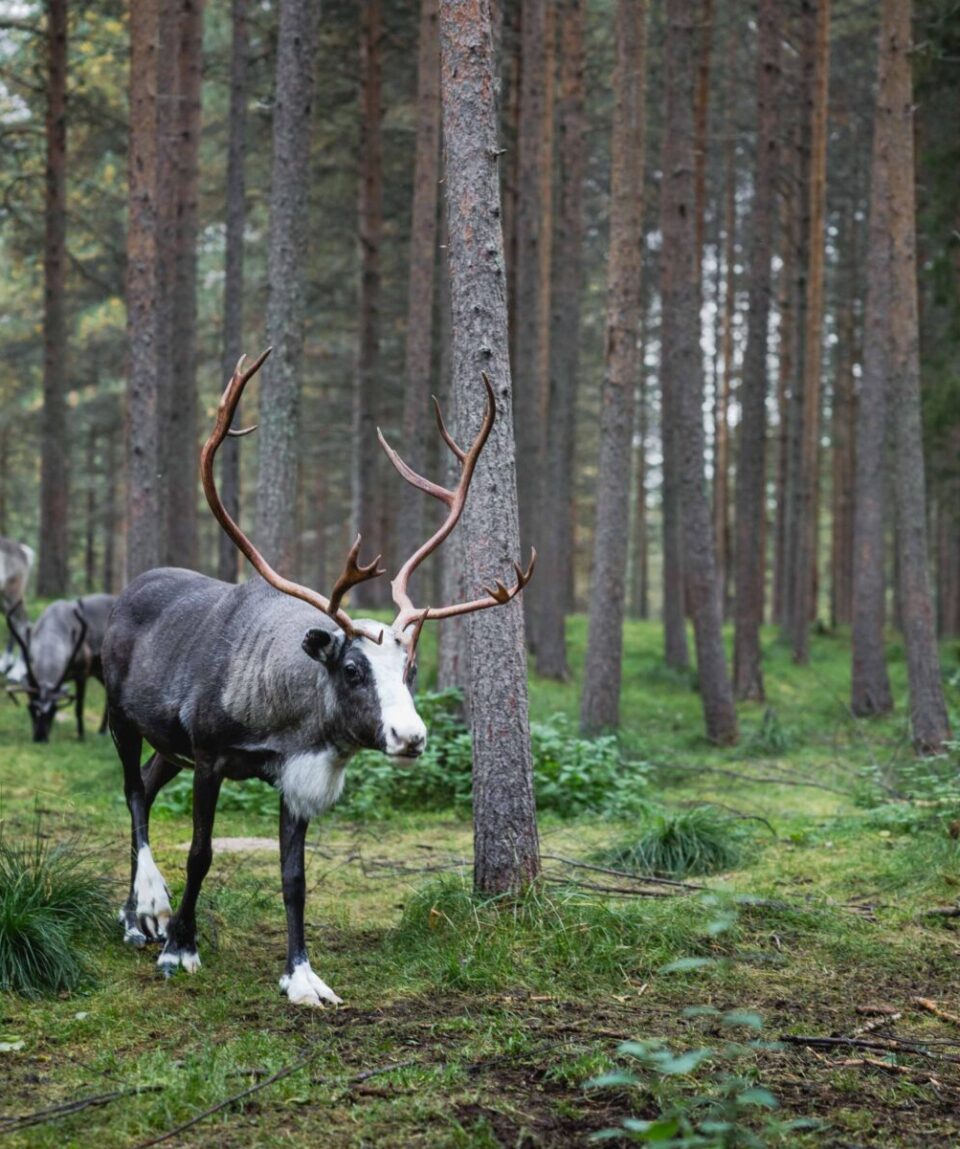 0075 20250905 SMP Reindeer Farm Autumn 2025 Canon R5 _B2A6963 Web Res